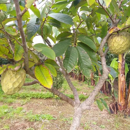 Quinta Da Pavoa - House Casa de Férias Vila Franca do Campo
