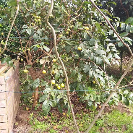 Quinta Da Pavoa - House Casa de Férias *