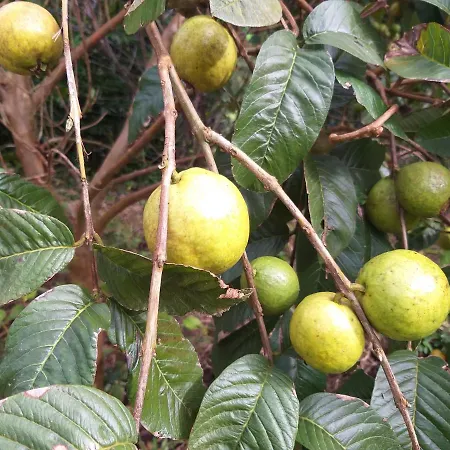 Quinta Da Pavoa - House *