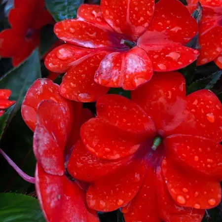 Quinta Da Pavoa - House * Vila Franca do Campo