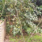 Quinta Da Pavoa - House Holiday home *