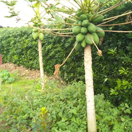 Hébergement de vacances Quinta Da Pavoa - House Vila Franca do Campo