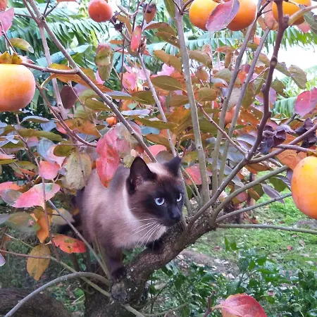 Quinta Da Pavoa - House * Vila Franca do Campo