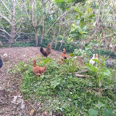 Quinta Da Pavoa - House