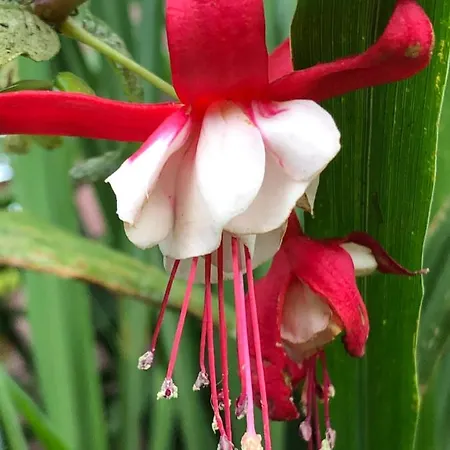 Quinta Da Pavoa - House * Vila Franca do Campo