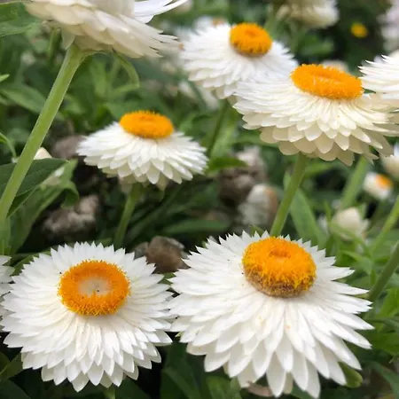 Quinta Da Pavoa - House Hébergement de vacances Vila Franca do Campo