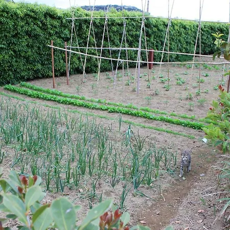 Quinta Da Pavoa - House