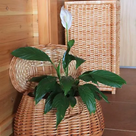 Quinta Da Pavoa - House Holiday home