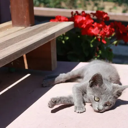 Casa vacanze Quinta Da Pavoa - House *