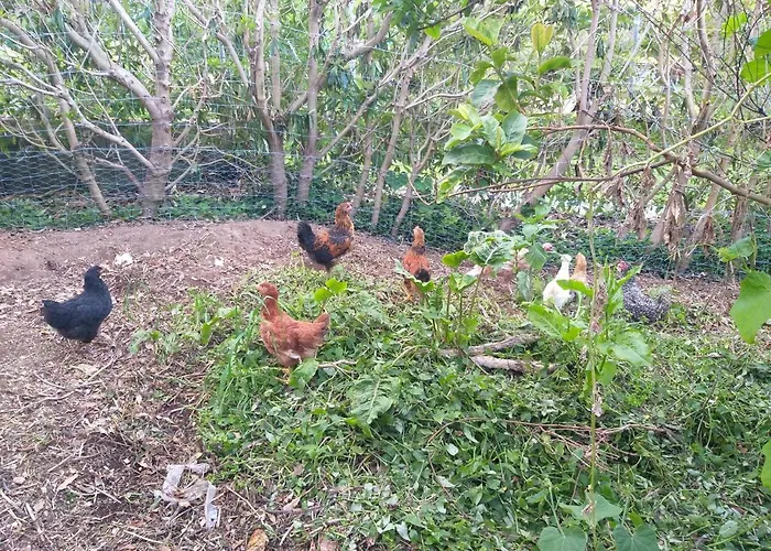 Quinta Da Pavoa - House