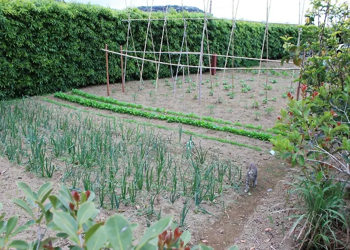 Quinta Da Pavoa - House