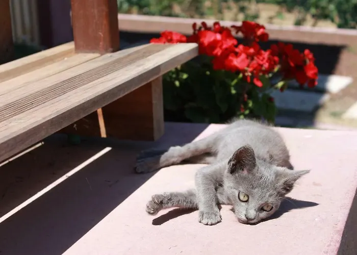 Nyaraló Quinta Da Pavoa - House *